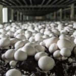 Mushroom Farming